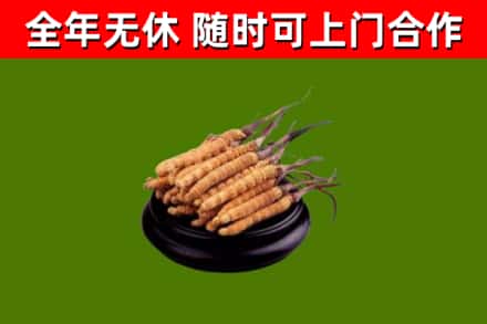 团风烟酒回收冬虫夏草.jpg